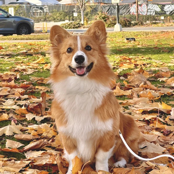 Ryan the corgi